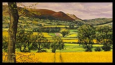 Fields of Gold | Brian Jones - Landscape and Still Life Artist based in Mid Wales
